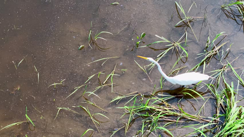 Drone footage capturing a white egret wading through shallow brown water and green aquatic vegetation at Middleton Place Plantation near Charleston South Carolina