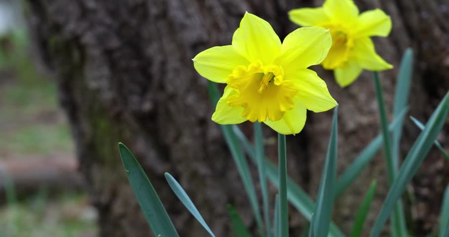 Yellow lily in the woods