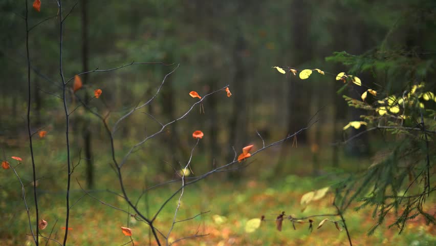 Autumn forest with fallen yellow leaves on the ground