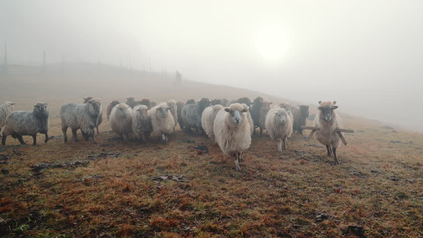 Large flock of sheep walking on grass field during thick fog at sunrise, domestic livestock animals grazing in mysterious misty autumn atmosphere