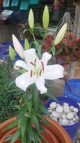 White Lily Flower Blooming in Garden Close Up
