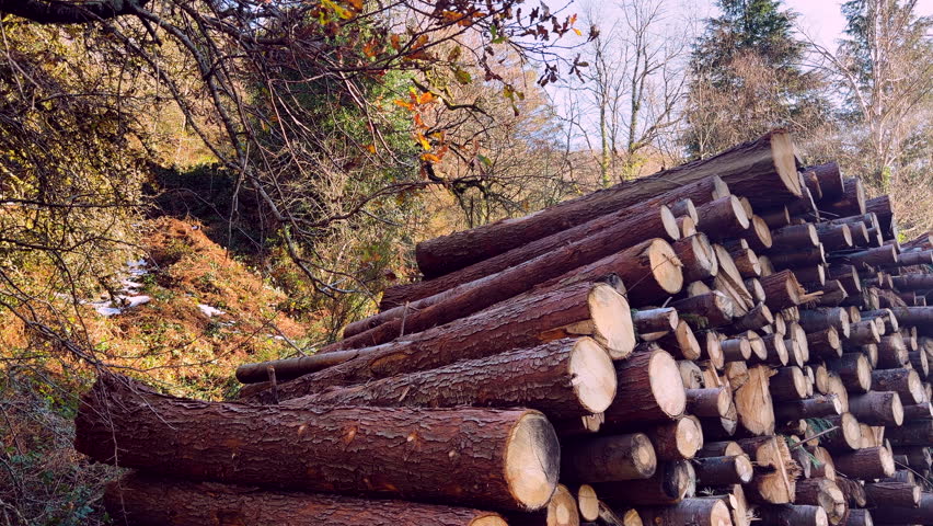 Cut tree logs stacked outdoors in Terras de Bouro Portugal