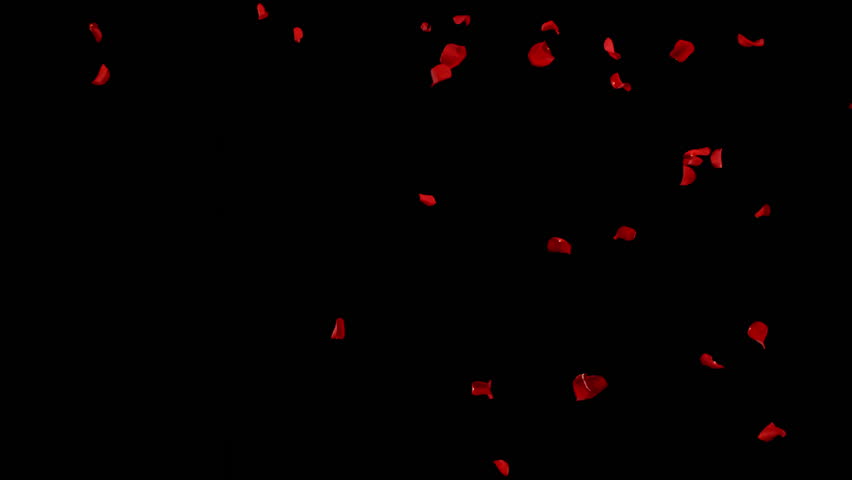 Super slow motion of falling rose petals on clear black background . Filmed on high speed cinema camera at 1000 fps
