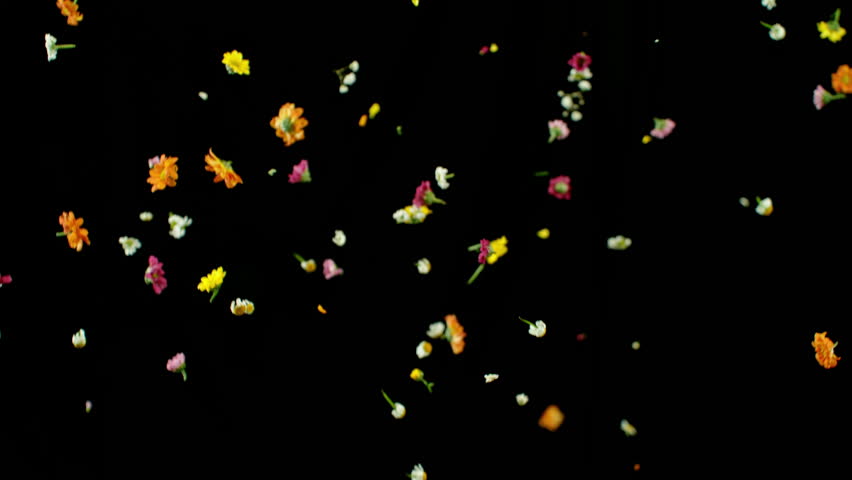 Super slow motion shot of flying various realistic meadow flowers isolated on black . Filmed on high speed cinematic camera at 1000 fps