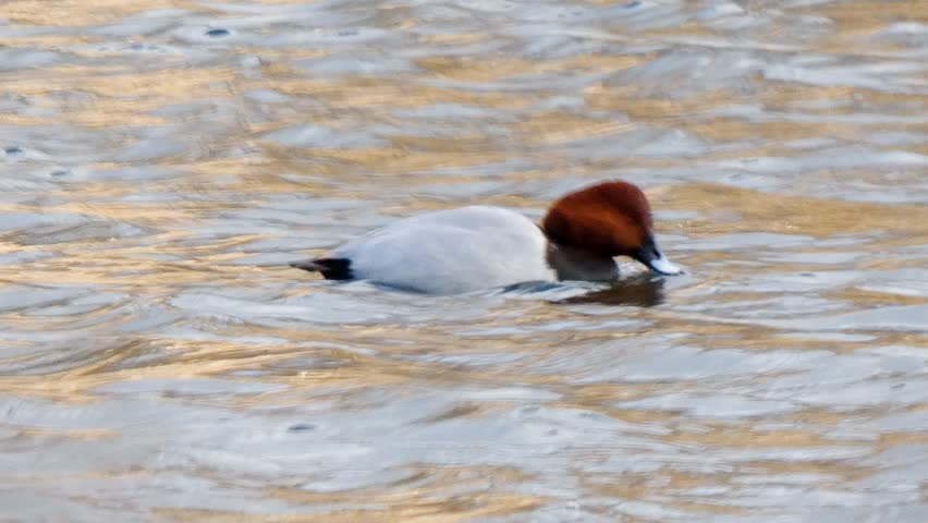 A pochard drake swims past a pair of northern shoveler ducks