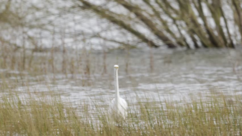 Great Egret standing among tall marsh grasses at the edge of a lake in Patagonia