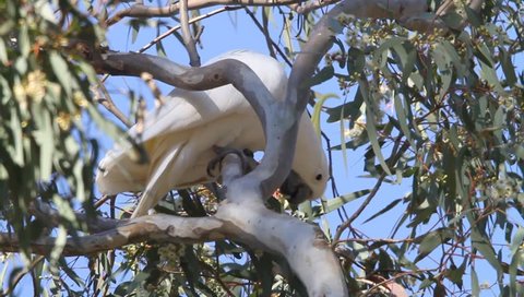 Sulphur-crested Cockatoo (Cacatua galerita) in Australia