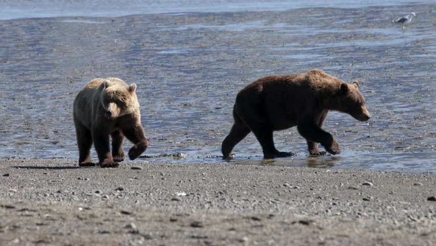 Brown bear siblings in Lake Clark National Park, Alaska. 