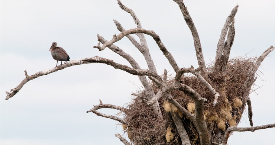 Hadeda Ibis on a tree branch beside several bird nests before taking off in Kruger National Park in South Africa. Wildlife footage with natural bird behavior, and habitat in safari setting