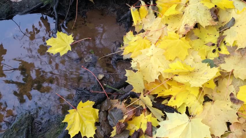 thick layer of yellow fallen leaves on the riverbank near the water