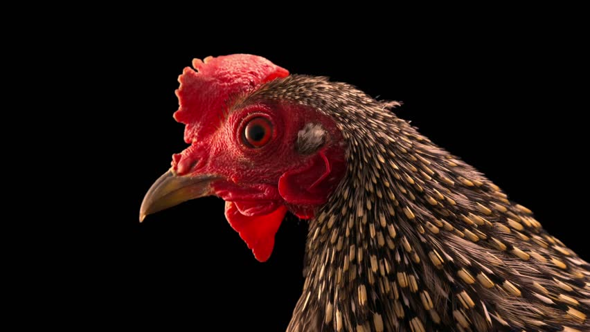 Close-up video of a chicken head against a dark background, showing feather texture and natural details, suitable for farming, food, and agriculture concepts.
