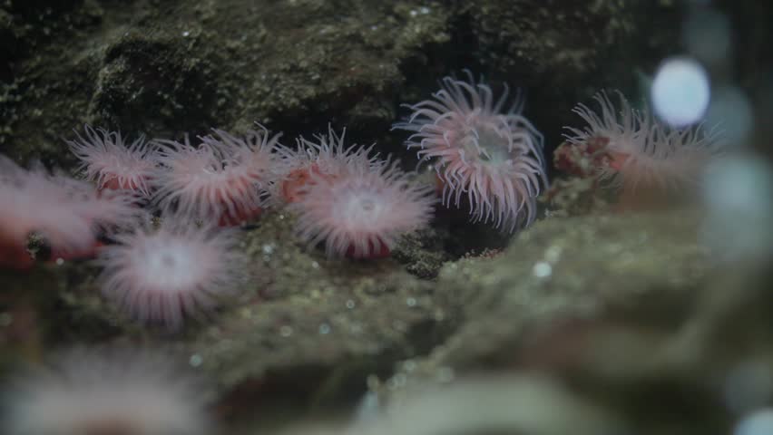 Pink sea anemone colony swaying underwater