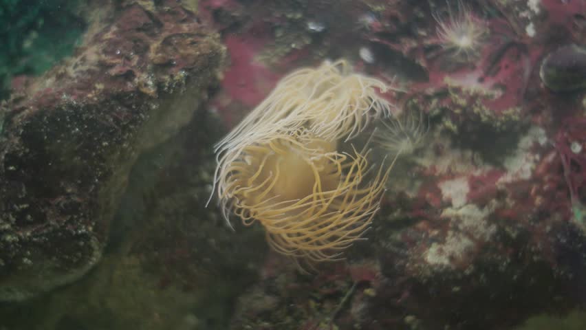 Sea anemone swaying in ocean current
