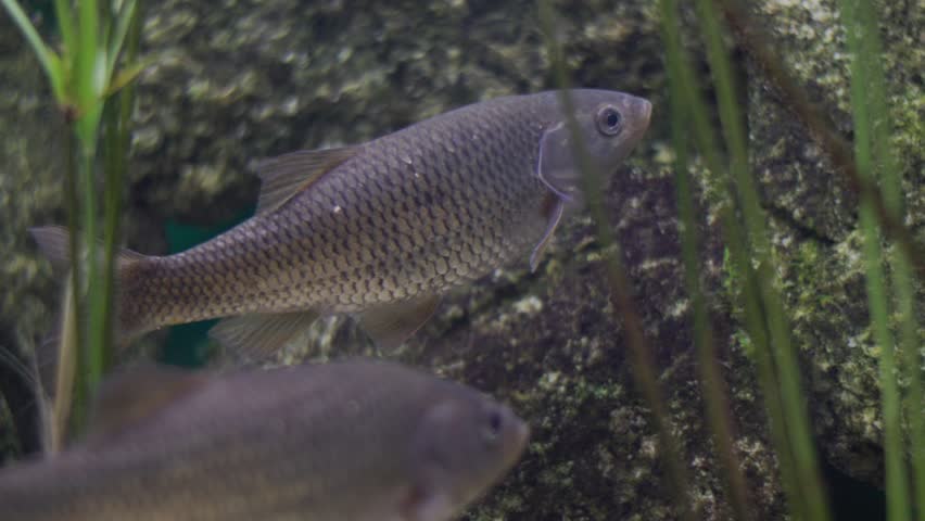 School of european chub swimming underwater