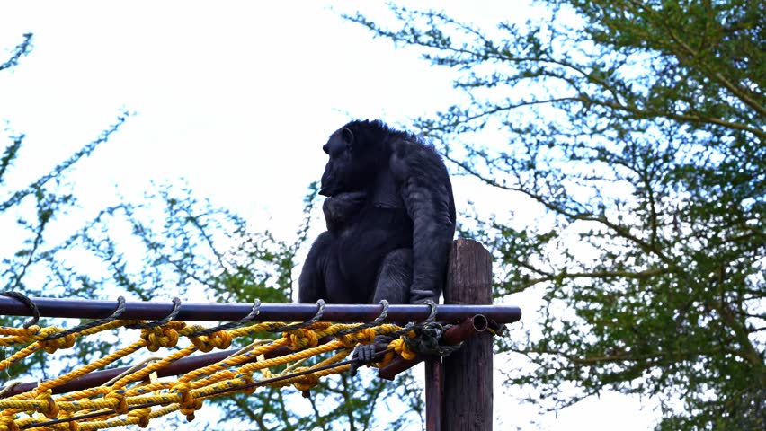 Chimpanzee in captivity sitting comfortably on a rope swing