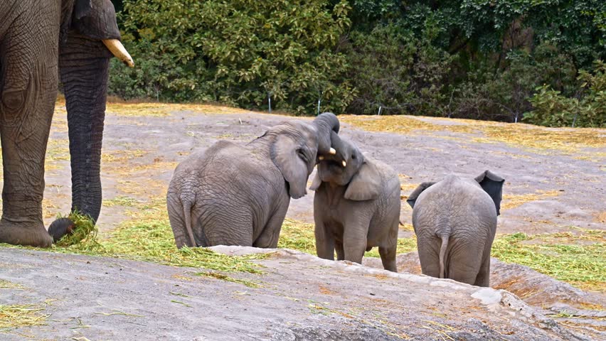 Group of baby elephants interacting and playing in a natural environment under the supervision of an adult elephant