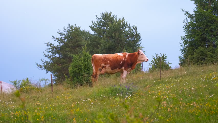 Brown and white dairy cow grazing in a green mountain pasture. Single brown and white dairy cow standing on a lush green hill, peacefully grazing among wildflowers and trees in a rural landscape