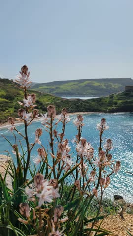 Malta Riviera Beach with Wildflowers and Blue Sea