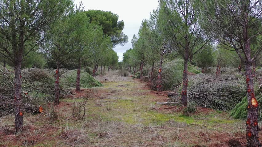 Rising backward drone view over pine forest highlighting sustainable forest management
