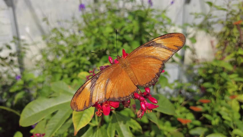 A vibrant orange Julia Heliconian butterfly rests with fully extended wings on tiny red flowers near Mary Selby Botanical Gardens, Sarasota, Florida, U.S.A