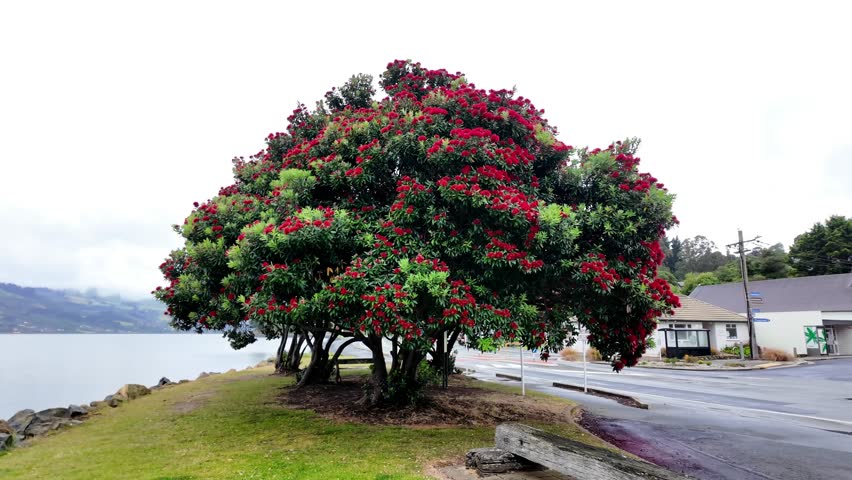 Close-up footage of vibrant red pōhutukawa flowers in bloom, New Zealand’s iconic Christmas tree, symbolizing summer holidays, natural beauty, and seasonal tradition in the Southern Hemisphere.