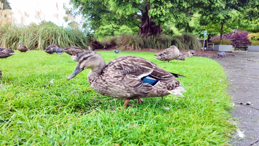 A duck forages for food among green grass using its beak, while other ducks rest nearby on the lawn, capturing peaceful wildlife activity in a public park.