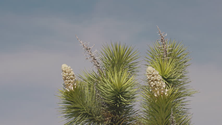 a wide shot of a joshua tree in flower at joshua tree national park in california, usa