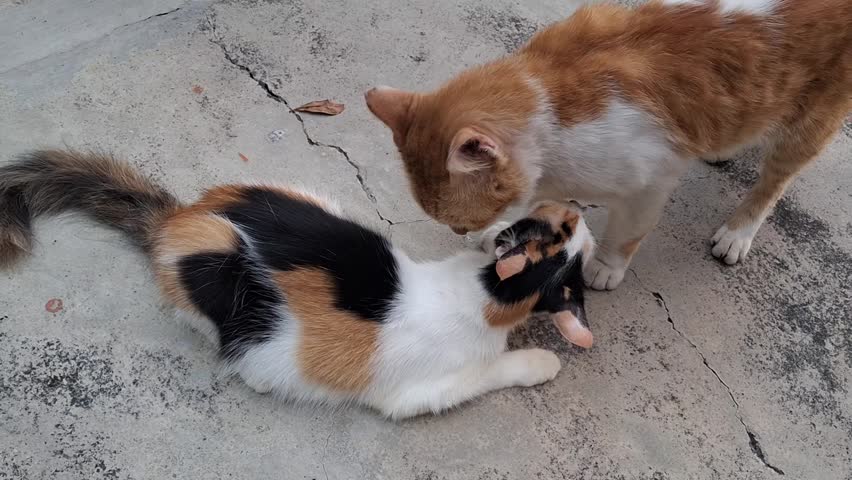 Two lovely cats on the floor in the miring.