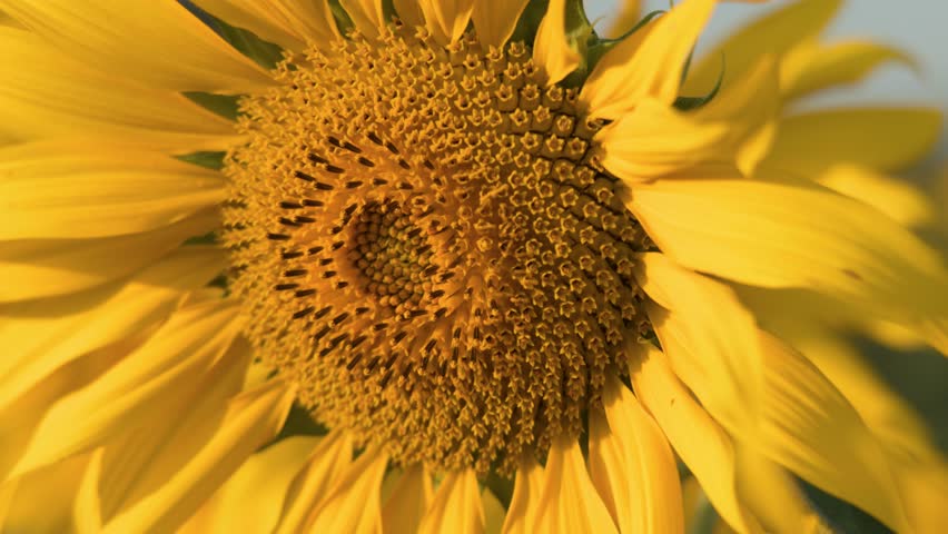 Extreme close up of a blooming sunflower under bright natural sunlight in a Thai field