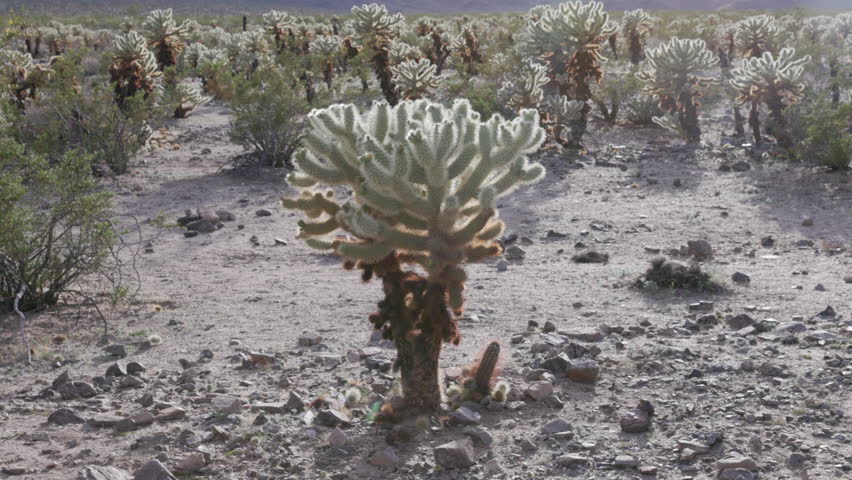 a tilt up clip of a backlit cholla cactus growing at joshua tree national park on a sunny afternoon in california, usa