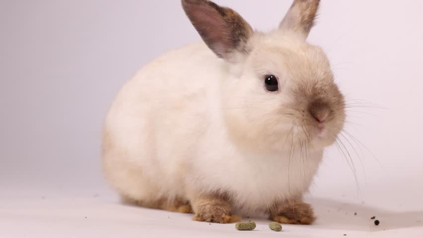 A cream dwarf rabbit eats food pellets on a white background while being gently petted