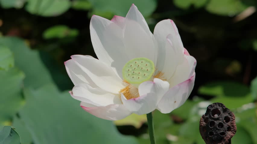 A lotus flower blooming in a pond at a nature park.