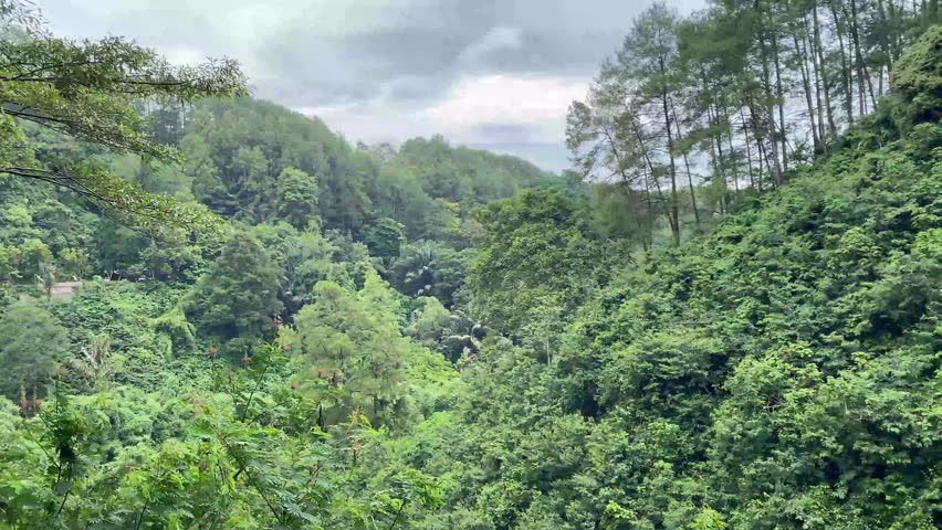 landscape view of a forest or valley with large trees and green plants