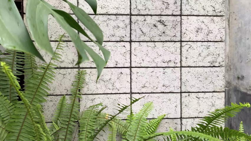 background of fresh plants in front of the cement wall in front of the house