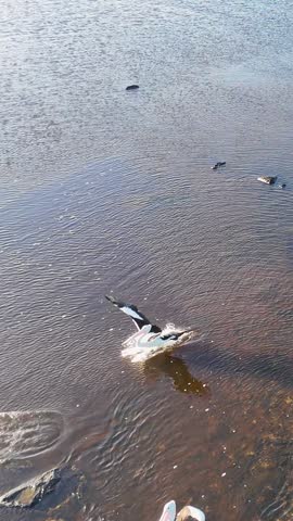 Drone footage shows pelicans splashing into sunlit river water during a vertical aerial flyover.