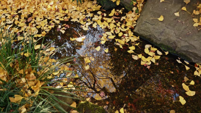 A high-angle, serene shot of a clear garden pond reflecting the surrounding autumn trees, with vibrant yellow ginkgo leaves floating on the surface and scattered along the mossy stone edge.
