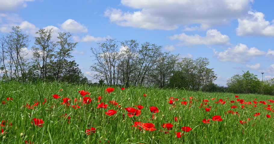 Poppies blooming in a field