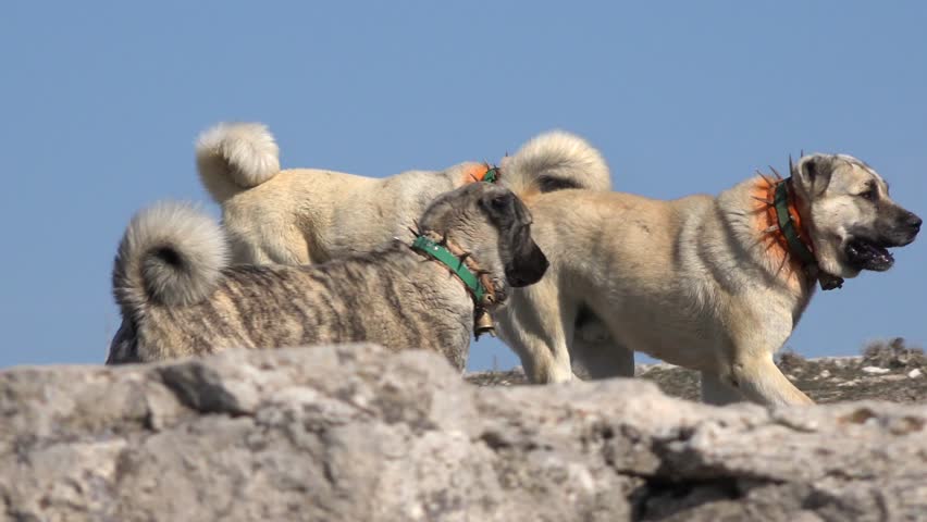 Large Turkish livestock guardian dog Malakli and Kangal wearing spiked collar on meadow plain. Powerful Anatolian shepherd breeds resting and standing outdoors in open countryside.