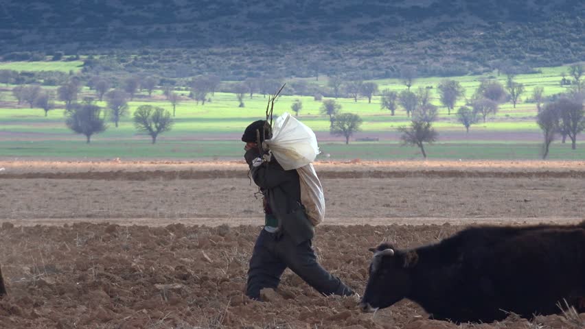 Old poor Afghan shepherd walks alone across uncultivated brown field beside black cows. Emotional rural poverty scene shows elderly man carrying sack with hardship solitude.
