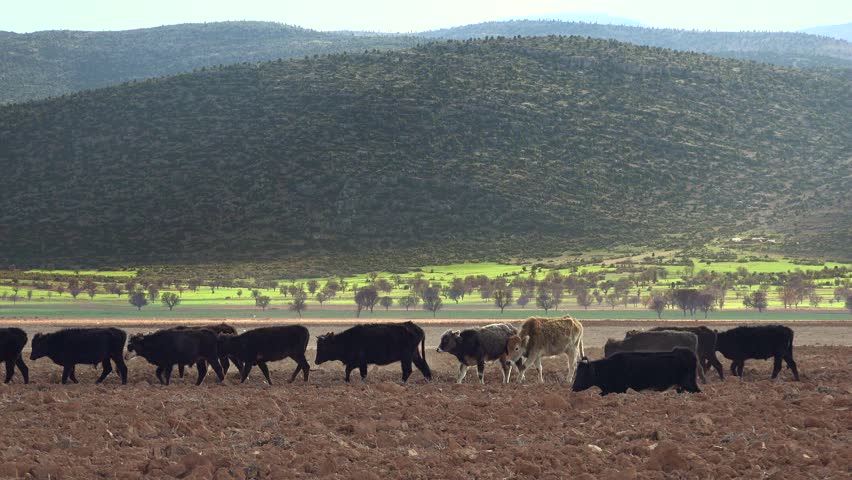 Old poor man walks alone across uncultivated brown field beside black cows under heavy silence. Emotional rural poverty scene shows elderly shepherd carrying sack with hardship and solitude.