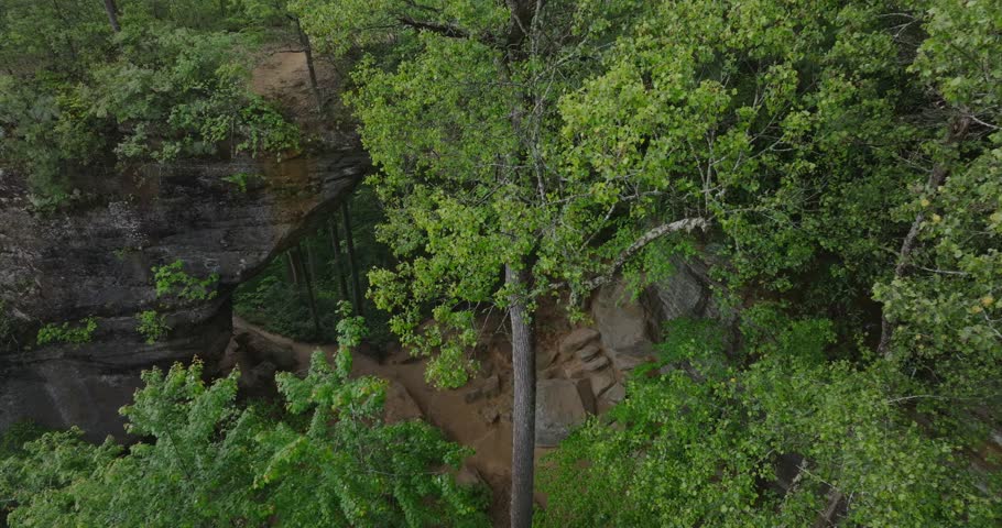 Lush forest view at Grey