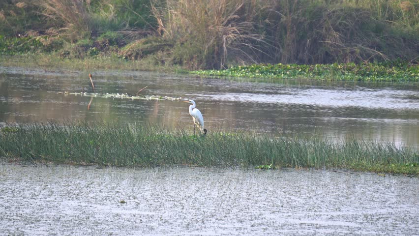 White Egret Standing in Wetland Water at Sunset