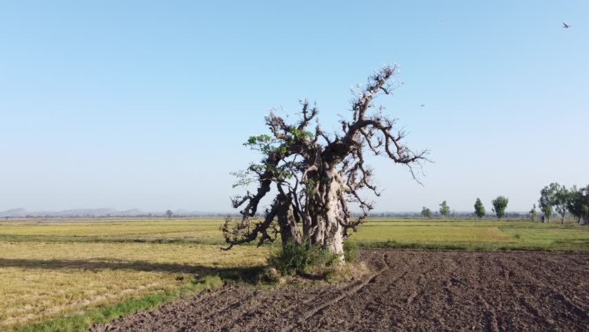 The Baobab Kuka tree is Africas miracle tree providing nutritious fruit leaves and seeds supporting food security medicine and livelihoods for many communities