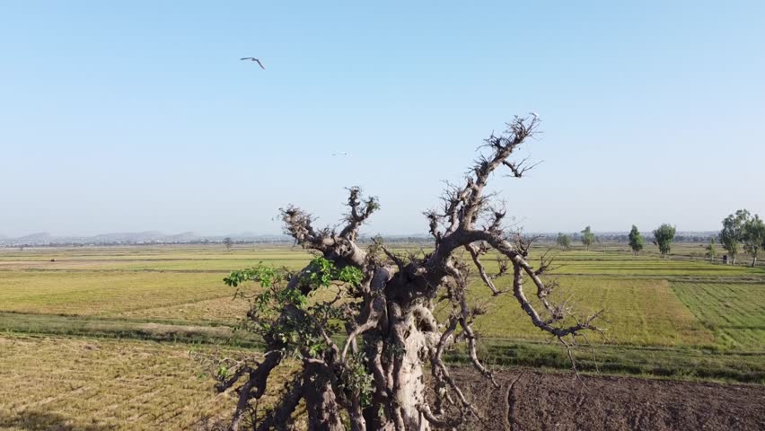 The Baobab Tree is known as the tree of life because it provides food medicine shelter and water for many communities across Africa