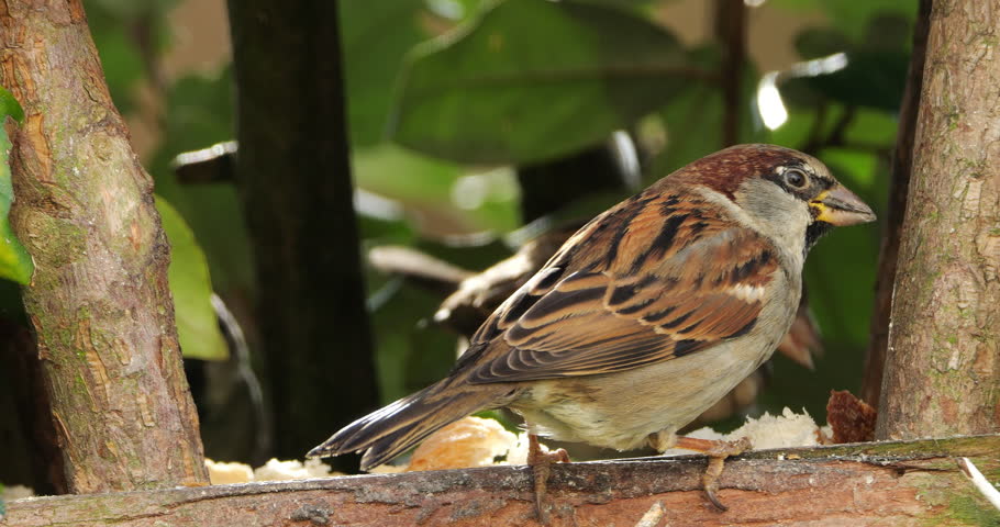 Male House sparrow feeding on a birdfeeder