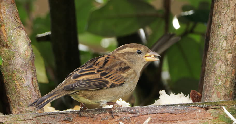 Male House sparrow feeding on a birdfeeder