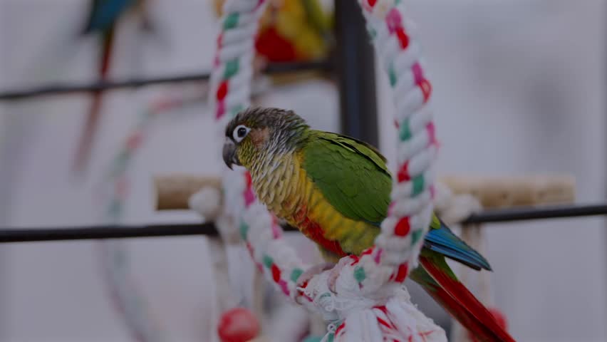A maroon-bellied parakeet perches on a circular rope stand inside a Tokyo bird café, with other parakeets visible nearby, reflecting captive bird interactions and ongoing welfare concerns.