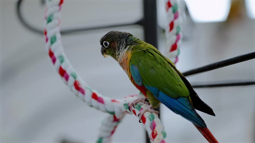 Close-up of a maroon-bellied parakeet perches on a circular rope stand inside a Tokyo bird cafe, with other parakeets visible nearby, reflecting captive bird interactions and ongoing welfare concerns.