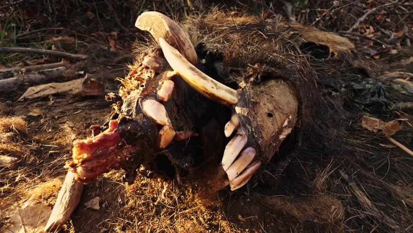 Close-up view of decomposed wild animal remains, including skull and teeth, lying on forest ground. 2