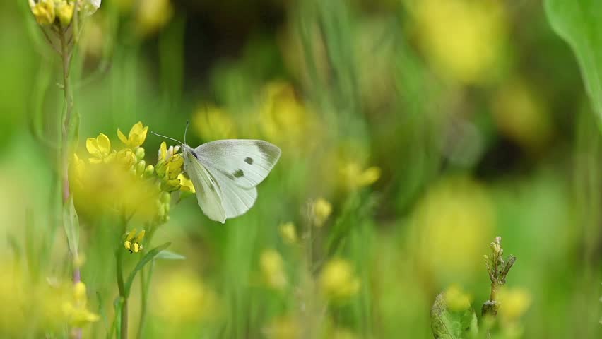 Cabbage White Butterflies in Slow Motion – One Butterfly Feeding on Rapeseed Blossoms, Then Joined by Two Others Before All Gracefully Flying Away in a Soft Green Field